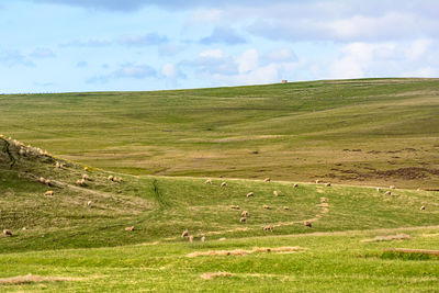 Scenic view of grassy field against sky