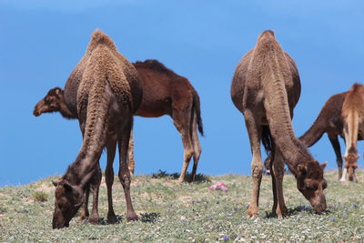 Camels grazing on field