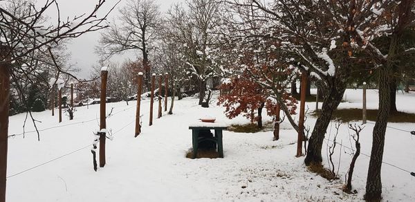 Snow covered street amidst trees on field during winter