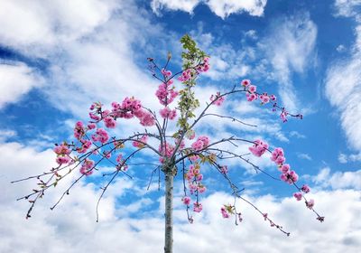 Low angle view of cherry blossoms against cloudy sky