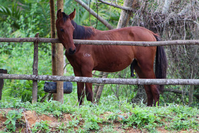 Horse standing in a field