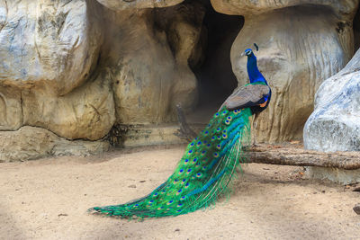 View of peacock