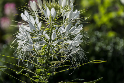 Close-up of white flower