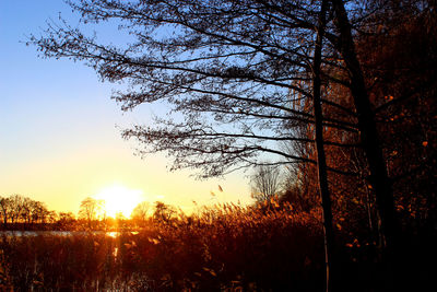 Silhouette of trees at sunset