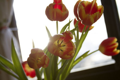 Close-up of pink orchid growing on plant