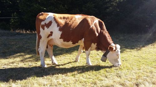 Cows grazing on field