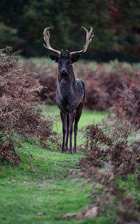 Close-up of deer standing on field