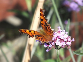 Close-up of butterfly on flower