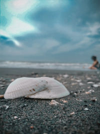 Close-up of seashell on beach