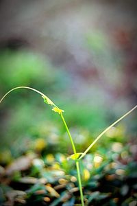 Close-up of fresh green plant