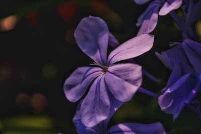 Close-up of iris blooming outdoors