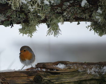 Bird perching on a tree