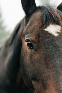 Close up horse's eye