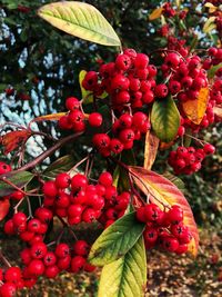 Close-up of red berries growing on tree