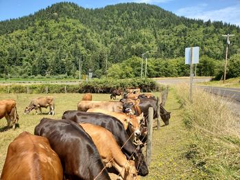 View of horse on field