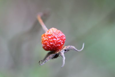 Close-up of red flower