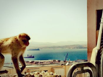 Monkey on sea against clear sky