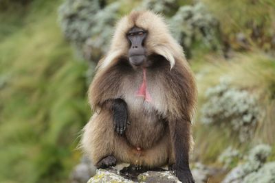 Monkey sitting on rock