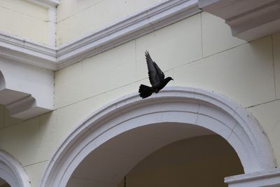 Low angle view of eagle flying against building