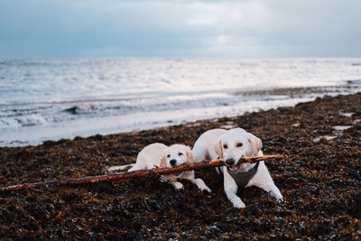 Two golden labrador retrievers on a beach playing with a stick.