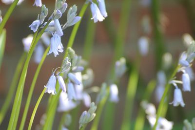 Close-up of white flowers