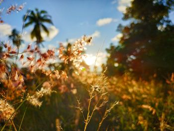 Close-up of flowering plants on field against sky