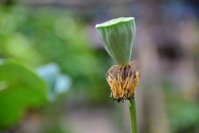 Close-up of flower