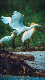 View of bird flying over water