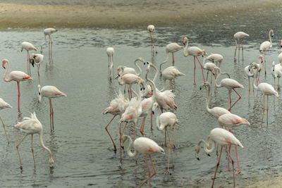 Flamingoes in ras al khor wildlife sanctuary, ramsar site, flamingo hide2, dubai, uae