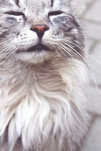 Close-up of cat