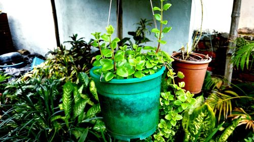 Close-up of potted plants growing outdoors