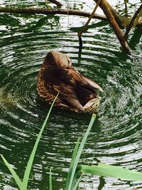 Leaves in water