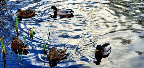 High angle view of ducks swimming in lake