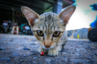 Close-up portrait of cat