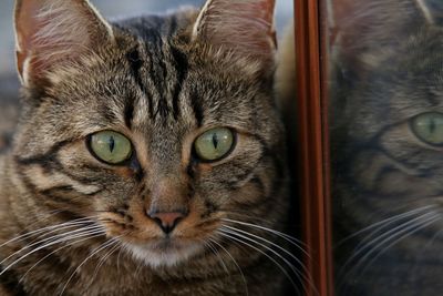 Close-up portrait of cat