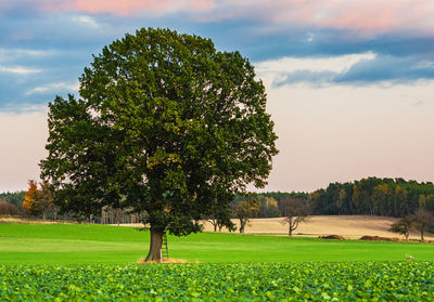 Trees growing on field against sky