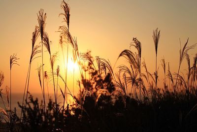 Silhouette plants growing on field against sky during sunset