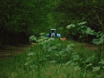 Plants and trees in forest
