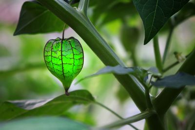 Close-up of butterfly on leaf