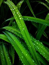 Close-up of water drops on leaf