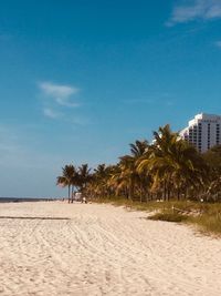 Palm trees on beach against sky