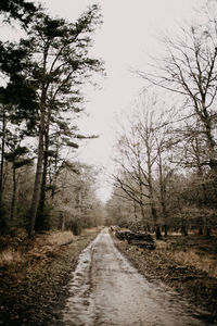 Road amidst bare trees
