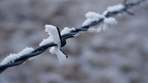 Close-up of frozen barbed wire during winter