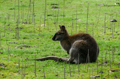 Kangaroo in freedom laying down resting on the grass and enjoying the sun