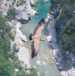 High angle view of eagle flying over water