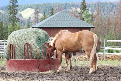 Horses in a field