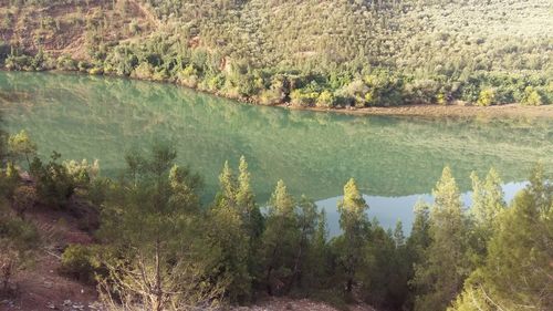 Scenic view of river in forest