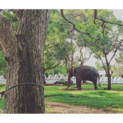 Horse grazing on tree trunk