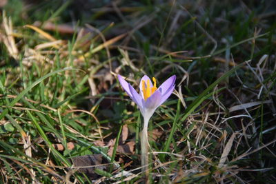Close-up of crocus blooming on field