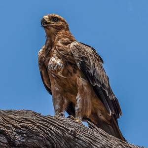 Low angle view of eagle perching on wood